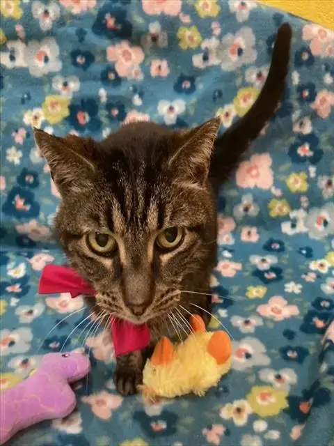 *Tuna Salad