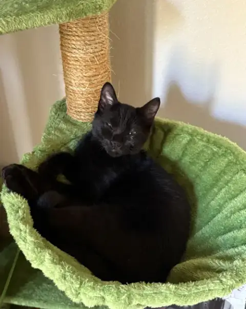 Binx