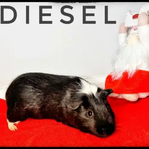 Deisel