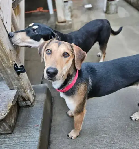 Shelby(Reduced Fee!) photo 2