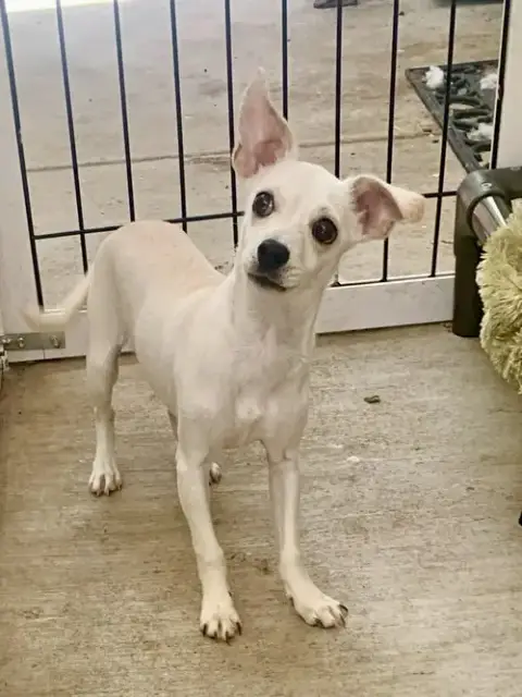 Tinkerbell