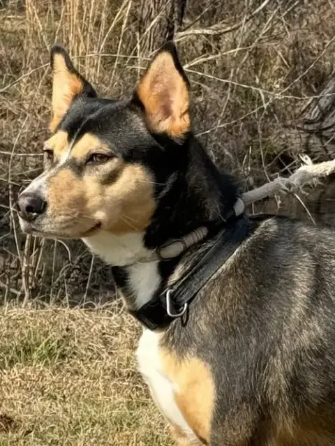 Peanut photo 2