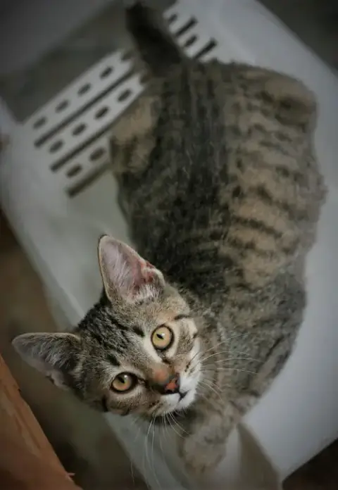 Chowder photo 4
