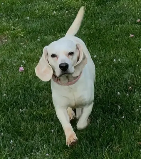 Daisy