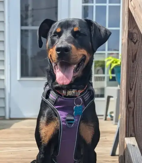 Maggie photo 2