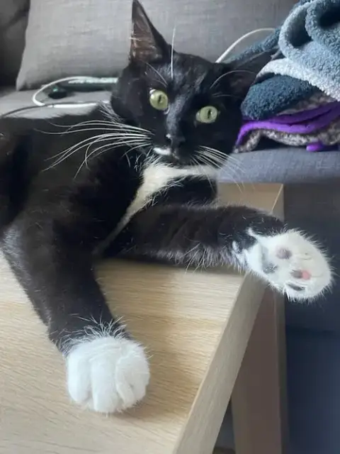 Pearl photo 2
