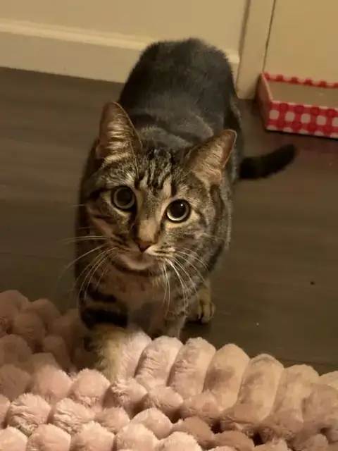 Elsie