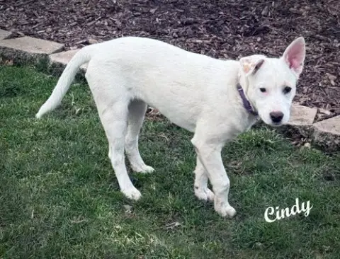 Cindy photo 2
