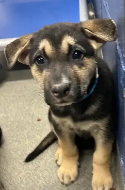 French 9 Weeks Available 5/6