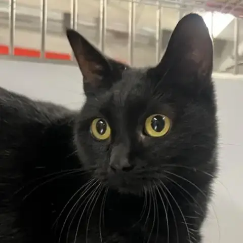 Bagheera