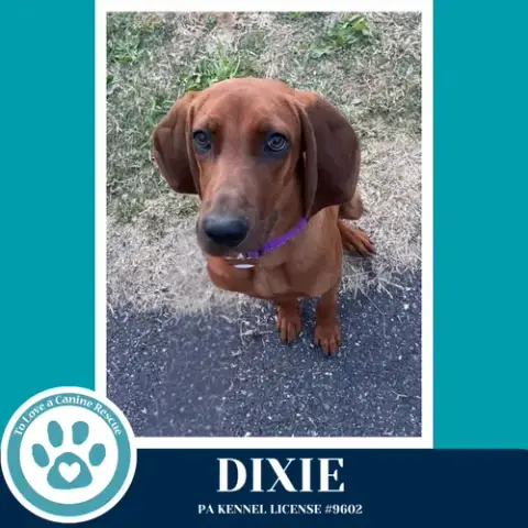 Dixie 041126 photo 3