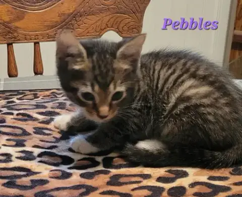 Pebbles photo 2