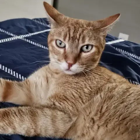 Cuddlebug photo 2