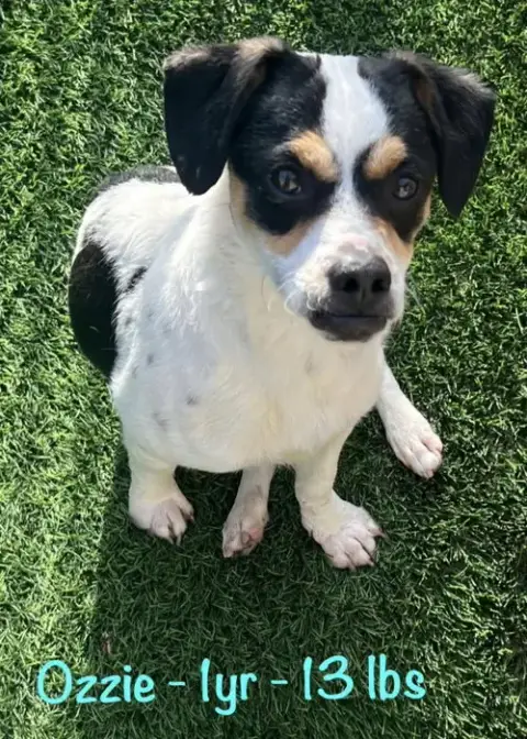 Ozzie