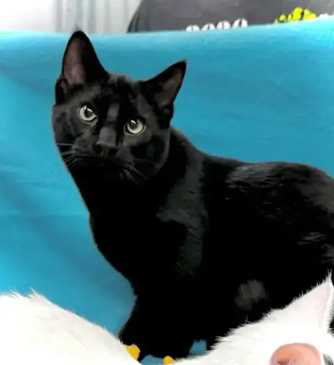 Loki photo 3