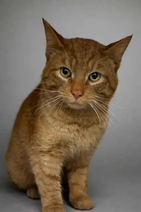 Toffee