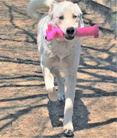 Zorro photo 5