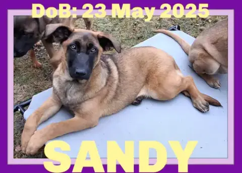 Sandy