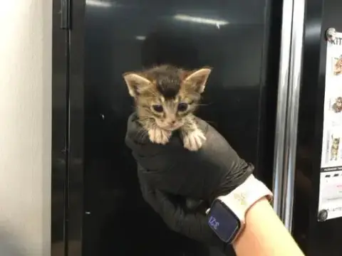 Mochi