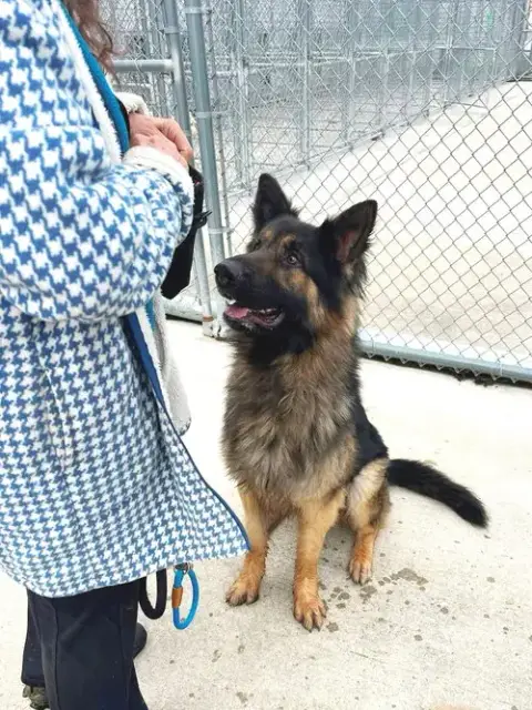 Pound Dog-Ben #188239-Courtesy Listing photo 2