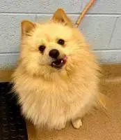 Koa Floof