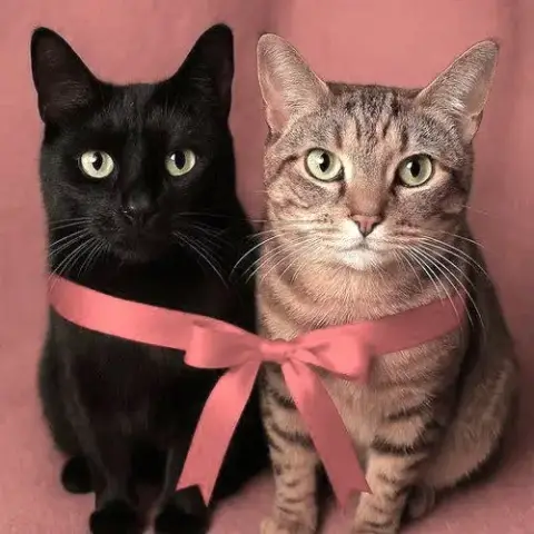 Onyx And Mickey photo 2