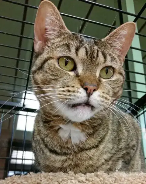 Jasmine