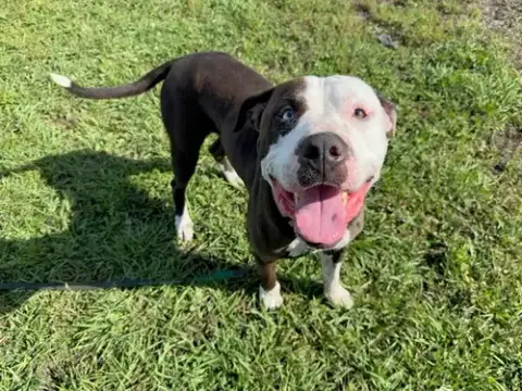 Zeus