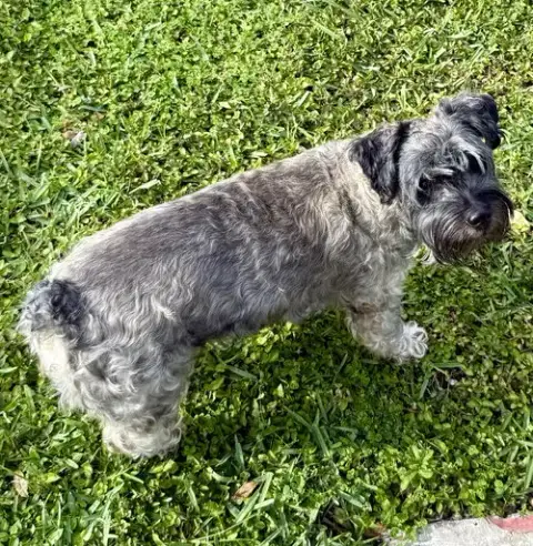 Hypoallergenic Mini Schnauzer Pup Girl Twinkles photo 3