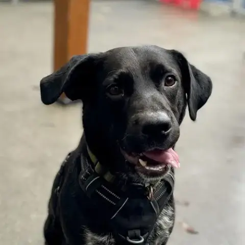 Brady