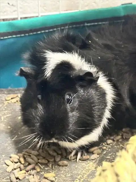 Gertie