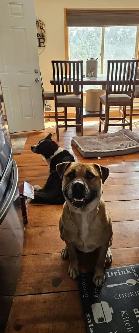 Nala photo 3