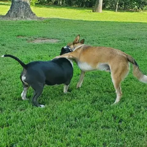 Halo And Rico photo 3
