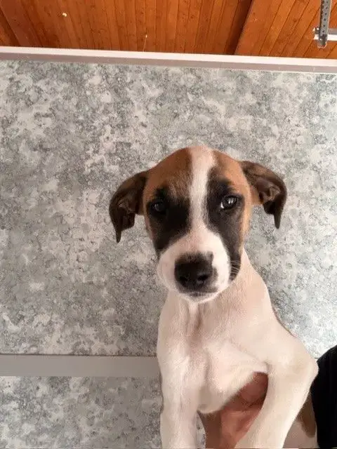 Bacon