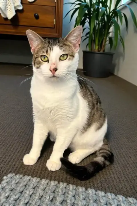 Owen