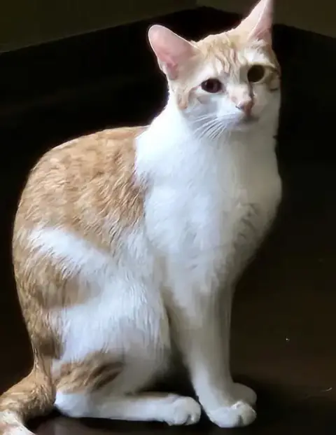 Taffy