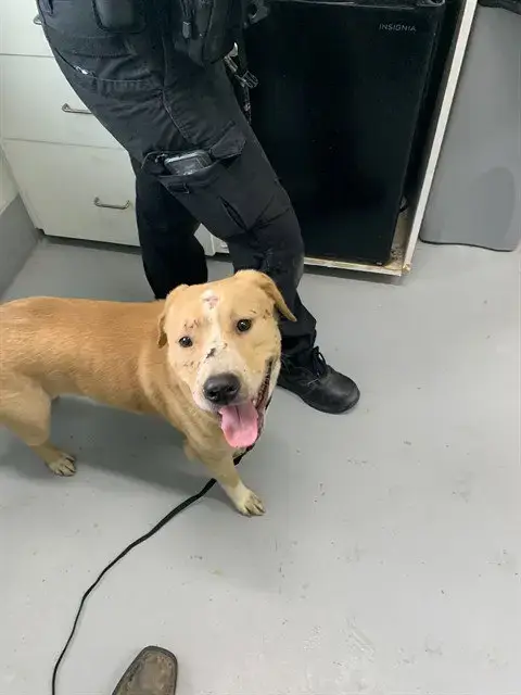 Scooby
