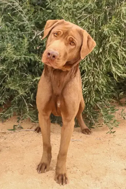 Delilah photo 2