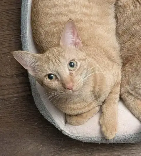 Nacho