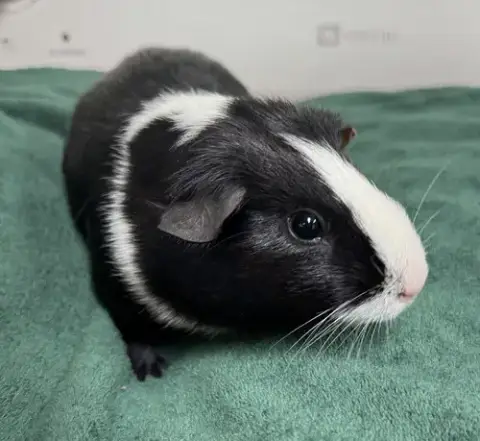 Tootsie