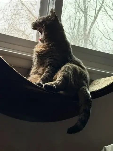 Delilah photo 2