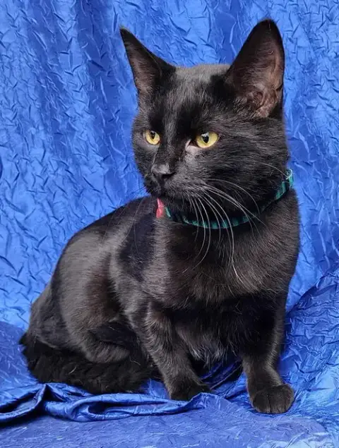 Loki photo 2
