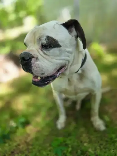 Ryder