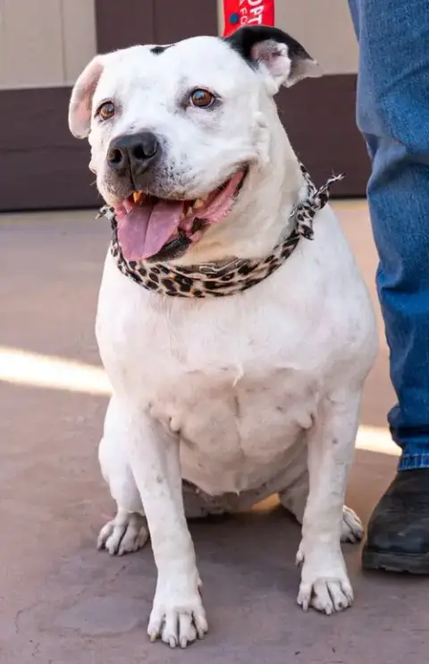 Molly photo 4