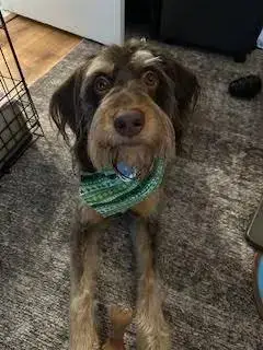Bodie