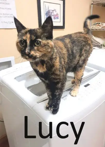 Lucy photo 3