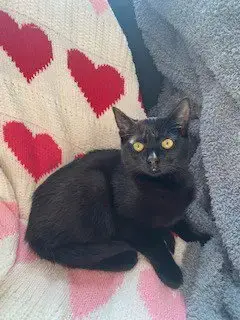 Morticia
