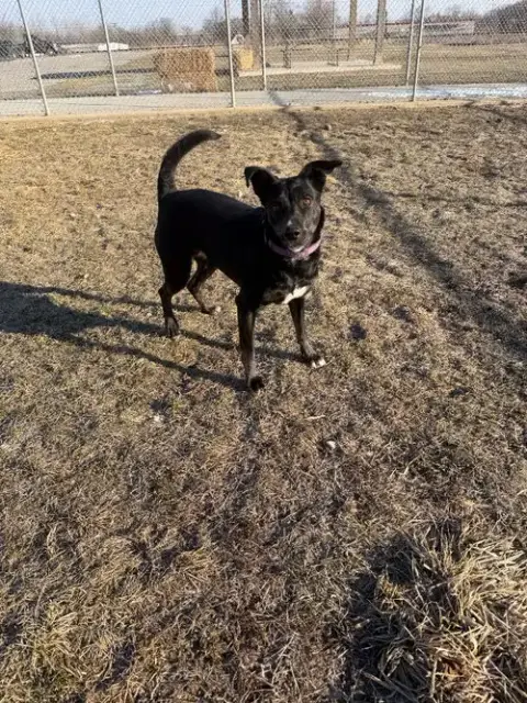 Molly photo 3