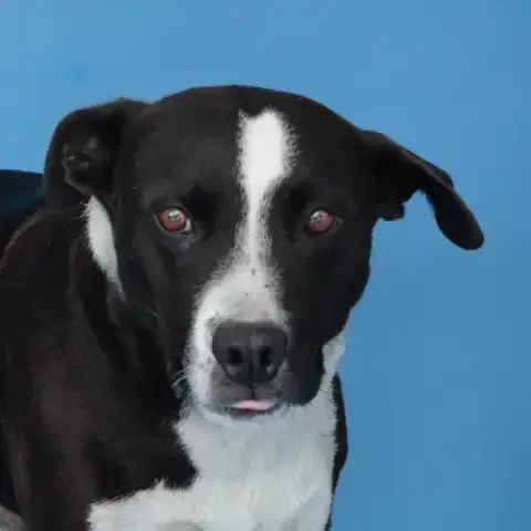 Igor