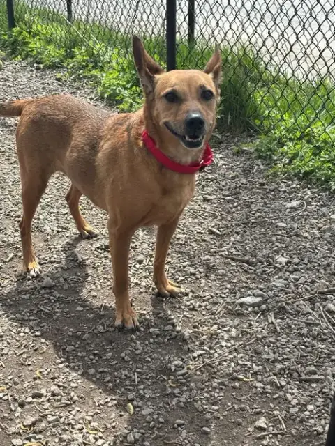 Roxy Roo